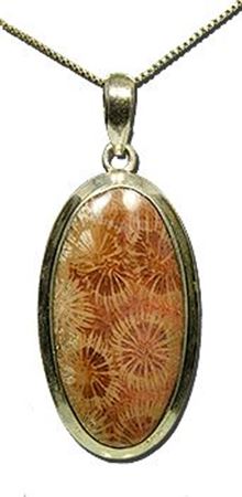 Picture for category Fossilized Coral & Algae